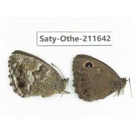 Minois paupera ssp. China, Gansu, Yongjing county. 1P. Saty-Othe-211642.