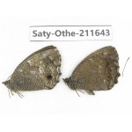 Minois paupera ssp. China, Gansu, Yongjing county. 1P. Saty-Othe-211643.