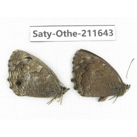 Minois paupera ssp. China, Gansu, Yongjing county. 1P. Saty-Othe-211643.