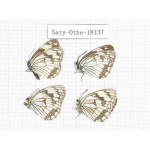 Melanargia halimede ssp. China, Gansu, Yongjing county. 4M. Saty-Othe-18137.