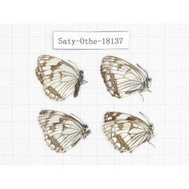Melanargia halimede ssp. China, Gansu, Yongjing county. 4M. Saty-Othe-18137.
