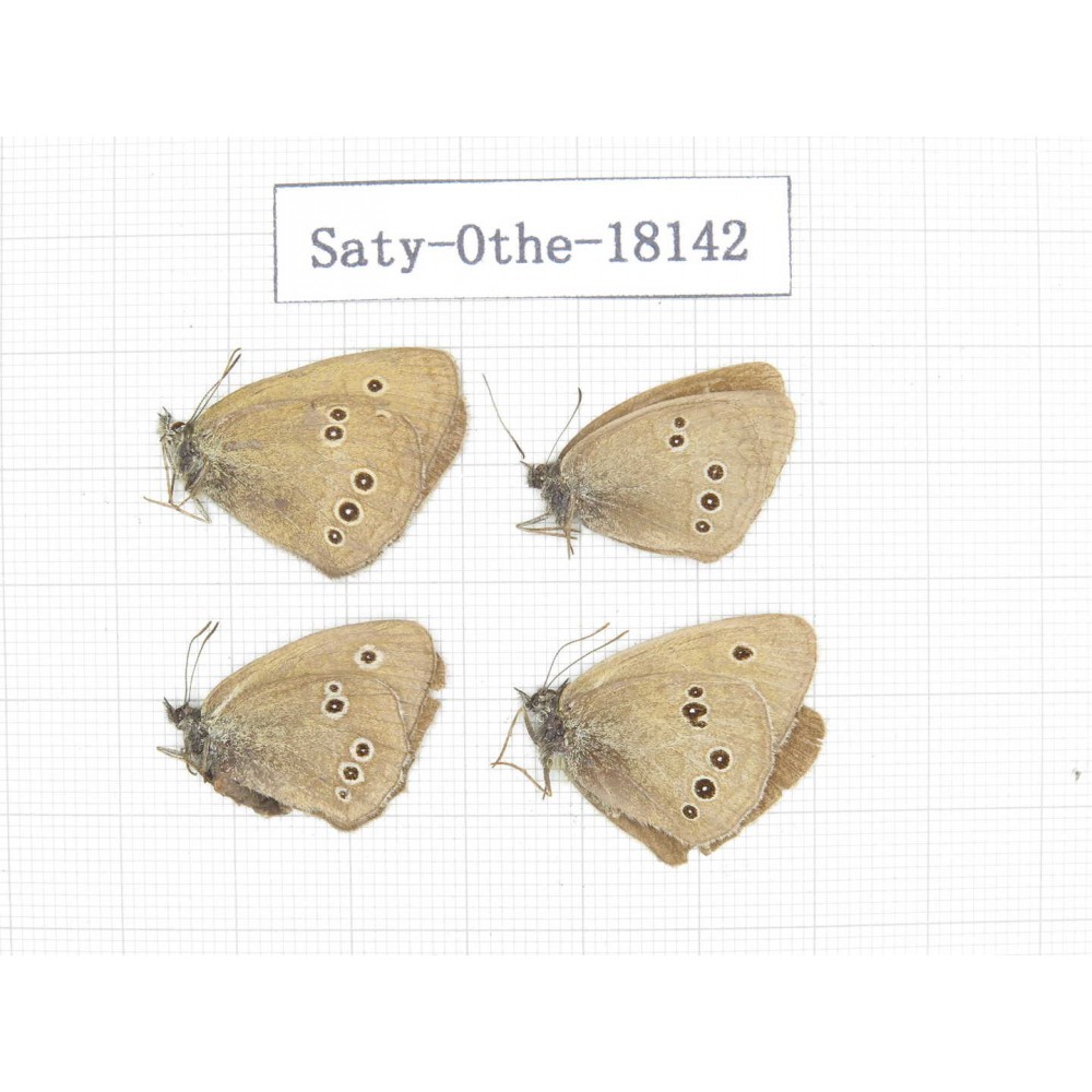 Aphantopus hyperantus ssp. China, Gansu, Yongjing county. 4M. Saty-Othe-18142.