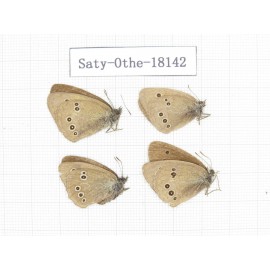 Aphantopus hyperantus ssp. China, Gansu, Yongjing county. 4M. Saty-Othe-18142.