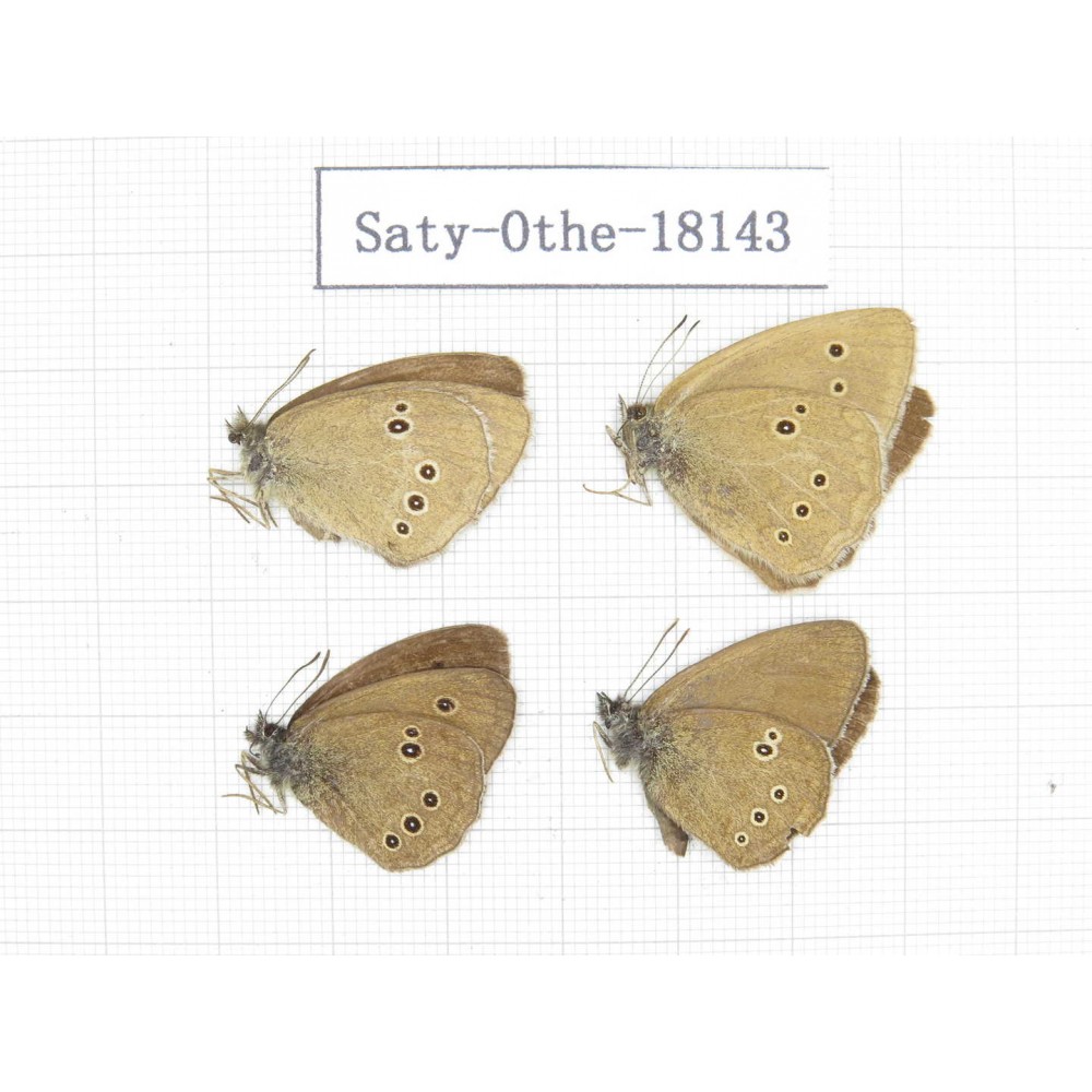 Aphantopus hyperantus ssp. China, Gansu, Yongjing county. 4M. Saty-Othe-18143.