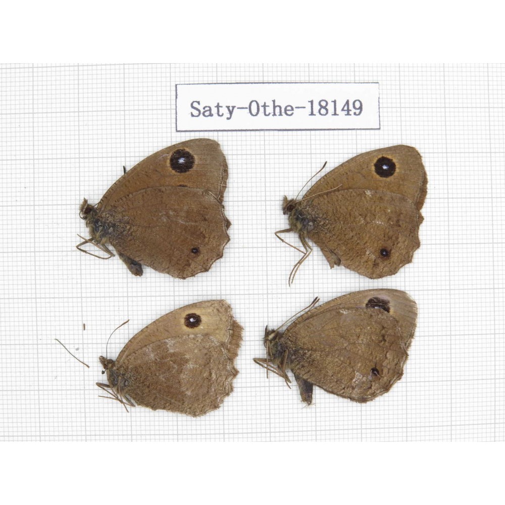 Minois dryas ssp. China, Gansu, Yongjing county. 4M. Saty-Othe-18149.