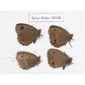 Minois dryas ssp. China, Gansu, Yongjing county. 4M. Saty-Othe-18149.