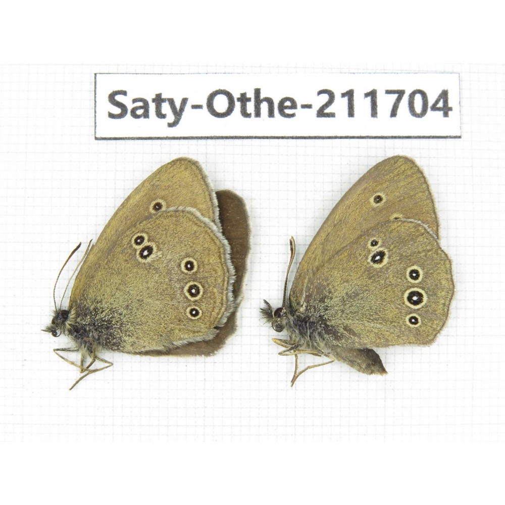 Aphantopus hyperantus ssp. China, Gansu, Yongjing county. 1P. Saty-Othe-211704.