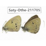 Aphantopus hyperantus ssp. China, Gansu, Yongjing county. 1P. Saty-Othe-211705.