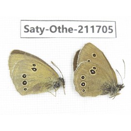 Aphantopus hyperantus ssp. China, Gansu, Yongjing county. 1P. Saty-Othe-211705.