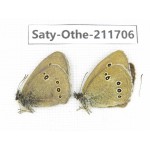 Aphantopus hyperantus ssp. China, Gansu, Yongjing county. 1P. Saty-Othe-211706.