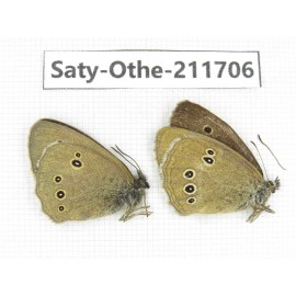 Aphantopus hyperantus ssp. China, Gansu, Yongjing county. 1P. Saty-Othe-211706.