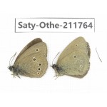Aphantopus hyperantus ssp. China, Gansu, Yuzhong county, Mt.Maxianshan. 2M. Saty-Othe-211764.