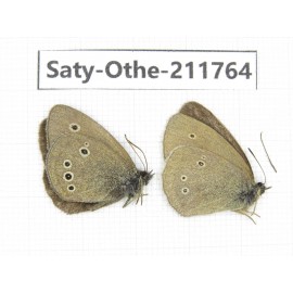Aphantopus hyperantus ssp. China, Gansu, Yuzhong county, Mt.Maxianshan. 2M. Saty-Othe-211764.