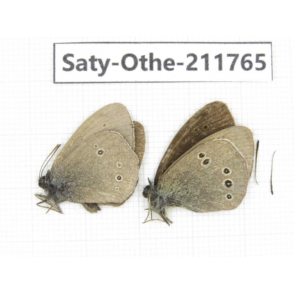 Aphantopus hyperantus ssp. China, Gansu, Yuzhong county, Mt.Maxianshan. 2M. Saty-Othe-211765.