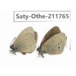 Aphantopus hyperantus ssp. China, Gansu, Yuzhong county, Mt.Maxianshan. 2M. Saty-Othe-211765.