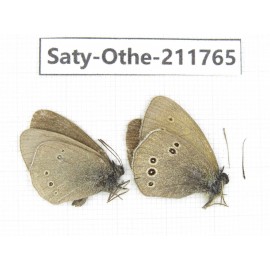 Aphantopus hyperantus ssp. China, Gansu, Yuzhong county, Mt.Maxianshan. 2M. Saty-Othe-211765.
