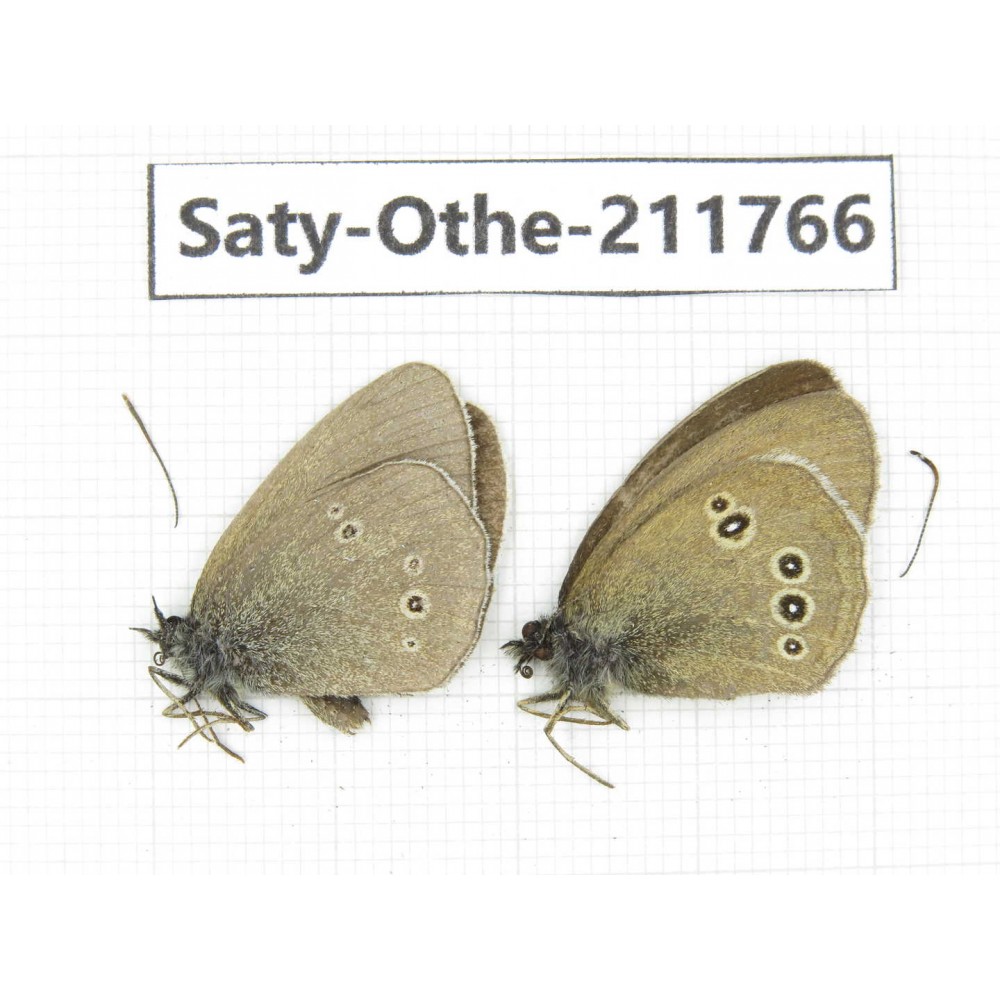 Aphantopus hyperantus ssp. China, Gansu, Yuzhong county, Mt.Maxianshan. 2M. Saty-Othe-211766.