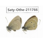 Aphantopus hyperantus ssp. China, Gansu, Yuzhong county, Mt.Maxianshan. 2M. Saty-Othe-211766.