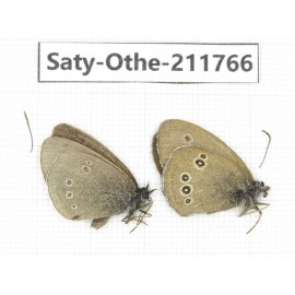 Aphantopus hyperantus ssp. China, Gansu, Yuzhong county, Mt.Maxianshan. 2M. Saty-Othe-211766.