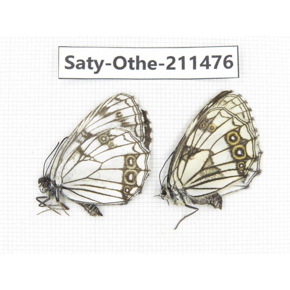 Melanargia halimede ssp. China, Gansu, Yuzhong county, Mt.Xinglongshan. 1P. Saty-Othe-211476.