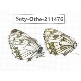 Melanargia halimede ssp. China, Gansu, Yuzhong county, Mt.Xinglongshan. 1P. Saty-Othe-211476.