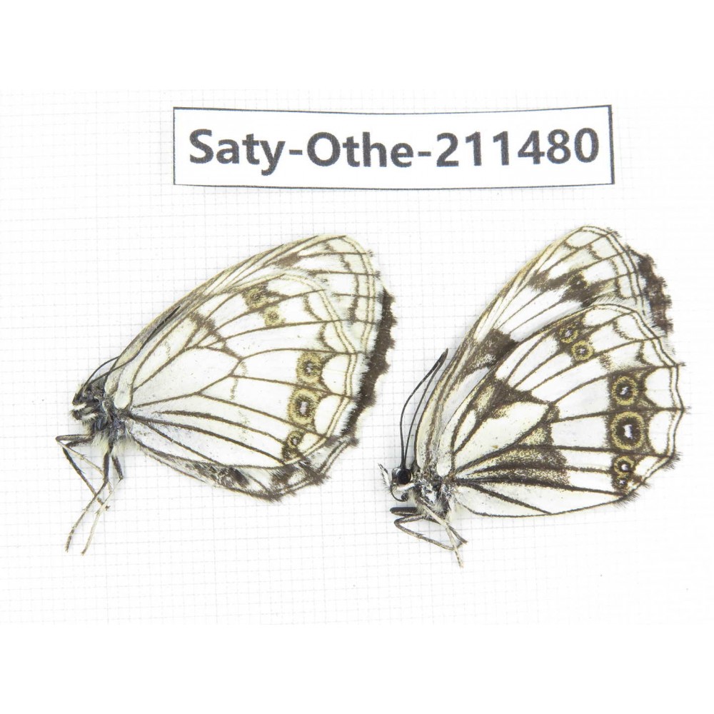 Melanargia halimede ssp. China, Gansu, Yuzhong county, Mt.Xinglongshan. 1P. Saty-Othe-211480.