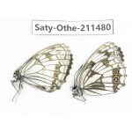 Melanargia halimede ssp. China, Gansu, Yuzhong county, Mt.Xinglongshan. 1P. Saty-Othe-211480.