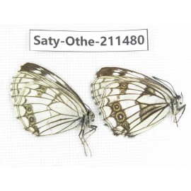 Melanargia halimede ssp. China, Gansu, Yuzhong county, Mt.Xinglongshan. 1P. Saty-Othe-211480.