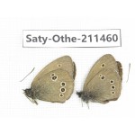 Aphantopus hyperantus ssp. China, Gansu, Yuzhong county, Mt.Xinglongshan. 2M. Saty-Othe-211460.
