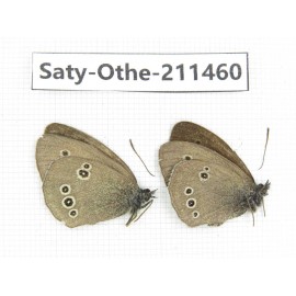 Aphantopus hyperantus ssp. China, Gansu, Yuzhong county, Mt.Xinglongshan. 2M. Saty-Othe-211460.