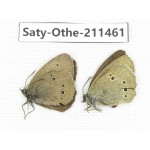 Aphantopus hyperantus ssp. China, Gansu, Yuzhong county, Mt.Xinglongshan. 2M. Saty-Othe-211461.
