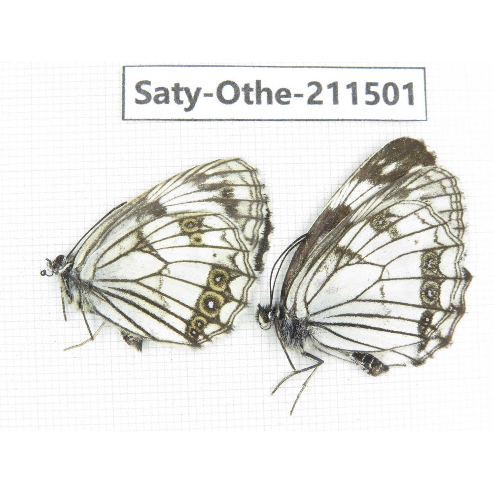 Melanargia halimede ssp. China, Gansu, Yuzhong county, Mt.Xinglongshan. 2M. Saty-Othe-211501.