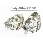 Melanargia halimede ssp. China, Gansu, Yuzhong county, Mt.Xinglongshan. 2M. Saty-Othe-211501.