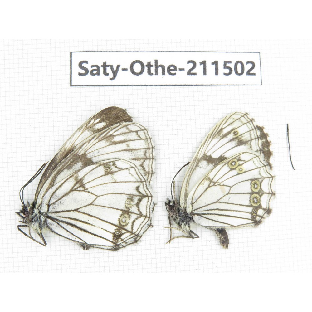 Melanargia halimede ssp. China, Gansu, Yuzhong county, Mt.Xinglongshan. 2M. Saty-Othe-211502.