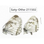 Melanargia halimede ssp. China, Gansu, Yuzhong county, Mt.Xinglongshan. 2M. Saty-Othe-211502.