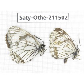 Melanargia halimede ssp. China, Gansu, Yuzhong county, Mt.Xinglongshan. 2M. Saty-Othe-211502.