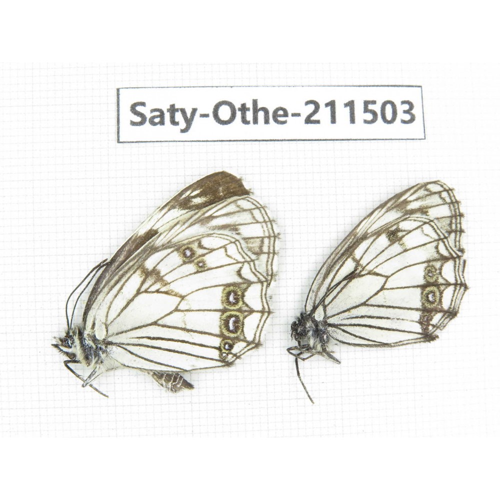 Melanargia halimede ssp. China, Gansu, Yuzhong county, Mt.Xinglongshan. 2M. Saty-Othe-211503.