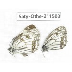 Melanargia halimede ssp. China, Gansu, Yuzhong county, Mt.Xinglongshan. 2M. Saty-Othe-211503.