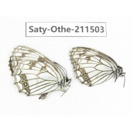 Melanargia halimede ssp. China, Gansu, Yuzhong county, Mt.Xinglongshan. 2M. Saty-Othe-211503.