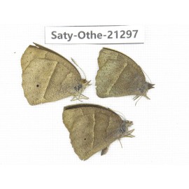 Mycalesis mineus & Mycalesis mucianus. China, Guangxi, Baise area, Pingguo county. 3M. Saty-Othe-21297.