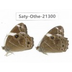Lethe confusa ssp. China, Guangxi, Baise area, Pingguo county. 2M. Saty-Othe-21300.
