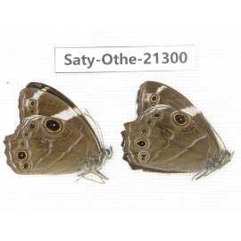 Lethe confusa ssp. China, Guangxi, Baise area, Pingguo county. 2M. Saty-Othe-21300.