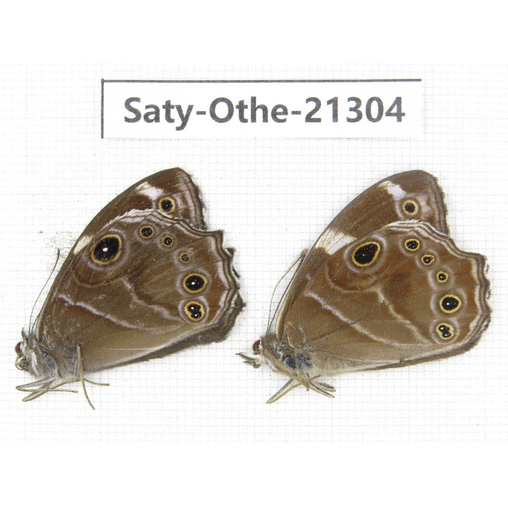 Lethe confusa ssp. China, Guangxi, Baise area, Pingguo county. 2M. Saty-Othe-21304.