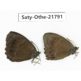 Minois dryas ssp. China, Gansu, Yuzhong county, Mt.Xinglongshan. 2M. Saty-Othe-21791.