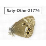 Aphantopus arvensis ssp. China, Heilongjiang, Jiamusi. 1M. Saty-Othe-21776.