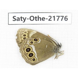 Aphantopus arvensis ssp. China, Heilongjiang, Jiamusi. 1M. Saty-Othe-21776.