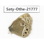 Aphantopus arvensis ssp. China, Heilongjiang, Jiamusi. 1M. Saty-Othe-21777.