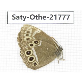 Aphantopus arvensis ssp. China, Heilongjiang, Jiamusi. 1M. Saty-Othe-21777.
