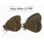 Minois dryas ssp. China, Heilongjiang, Jiamusi. 2M. Saty-Othe-21788.