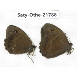 Minois dryas ssp. China, Heilongjiang, Jiamusi. 2M. Saty-Othe-21788.